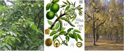 Persian or English walnut, Juglans regia - Nutritional value per serving