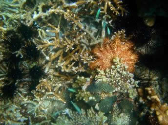 Diadem sea urchins (Diadema setosum), crown-of-thorns starfish and corals in their natural habitat in Madagascar, Brocken Inaglory