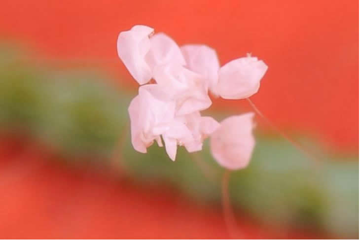 thiên cổ kỳ hoa, ưu đàm bát la hoa, Rare Udumbara Flowers Blossom in Korea