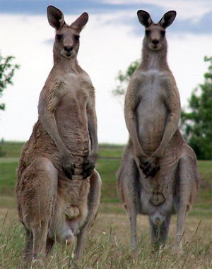 kangaroos, australia